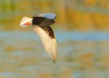 White-winged Tern - Chlidonias leucopterus (Witvleugelstern)