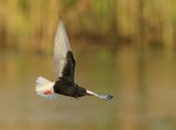 White-winged Tern - Chlidonias leucopterus (Witvleugelstern)