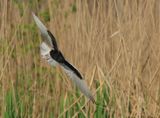 White-winged Tern - Chlidonias leucopterus (Witvleugelstern)