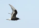 White-winged Tern - Chlidonias leucopterus (Witvleugelstern)