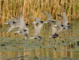Black Tern - Chlidonias niger (Zwarte Stern)
