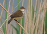 Reed Warbler - Acrocephalus scirpaceus (Kleine Karekiet)