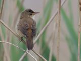 Reed Warbler - Acrocephalus scirpaceus (Kleine Karekiet)