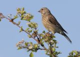 Common Linnet - Carduelis cannabina (Kneu)