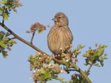 Common Linnet - Carduelis cannabina (Kneu)
