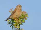Common Linnet - Carduelis cannabina (Kneu)