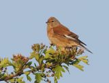 Common Linnet - Carduelis cannabina (Kneu)