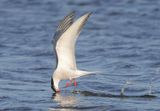 Common Tern - Sterna hirundo (Visdief)