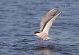 Common Tern - Sterna hirundo (Visdief)