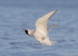 Common Tern - Sterna hirundo (Visdief)