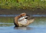 Garganey - Anas querquedula (Zomertaling)