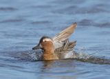 Garganey - Anas querquedula (Zomertaling)