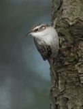 Short-toed Treecreeper - Certhia brachydactyla megarhynchos (Boomkruiper) 