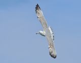 Caspian Gull - Larus cachinnans (Pontische Meeuw) 