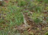 Woodlark - Lullula arborea (Boomleeuwerik)