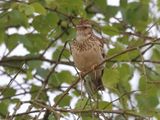 Woodlark - Lullula arborea (Boomleeuwerik)