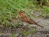Little Bunting - Emberiza pusilla (Dwerggors)