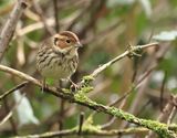 Little Bunting - Emberiza pusilla (Dwerggors)