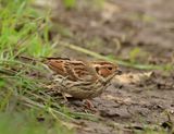 Little Bunting - Emberiza pusilla (Dwerggors)