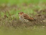 Little Bunting - Emberiza pusilla (Dwerggors)