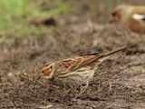 Little Bunting - Emberiza pusilla (Dwerggors)