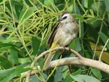 Yellow-vented Bulbul - Pycnontus goiavier (Wenkbrauwbuulbuul)