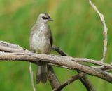 Yellow-vented Bulbul - Pycnontus goiavier (Wenkbrauwbuulbuul)