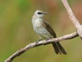 Yellow-vented Bulbul - Pycnontus goiavier (Wenkbrauwbuulbuul)