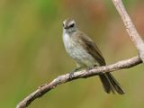 Yellow-vented Bulbul - Pycnontus goiavier (Wenkbrauwbuulbuul)