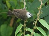 Yellow-vented Bulbul - Pycnontus goiavier (Wenkbrauwbuulbuul)