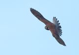 Eurasian Kestrel - Falco tinnunculus (Torenvalk)