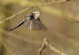 Long-tailed Tit - Aegithalos caudatus (intermediate form)