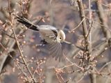 Long-tailed Tit - Aegithalos caudatus major