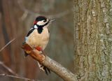 Great Spotted Woodpecker - Dendrocopos major (Grote Bonte Specht)