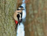 Great Spotted Woodpecker - Dendrocopos major (Grote Bonte Specht)