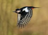 Great Spotted Woodpecker - Dendrocopos major (Grote Bonte Specht)