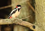 Great Spotted Woodpecker - Dendrocopos major (Grote Bonte Specht)