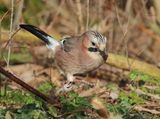Eurasian Jay - Garrulus glandarius (Vlaamse Gaai)
