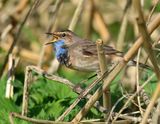 Bluethroat - Luscinia svecica (Blauwborst)