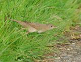 Common Grasshopper Warbler - Locustella nivea (Sprinkhaanzanger)