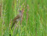Common Grasshopper Warbler - Locustella nivea (Sprinkhaanzanger)