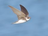 Sand Martin - Riparia riparia (Oeverzwaluw)