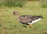 Greater White-fronted Goose - Anser albifrons (Kolgans)