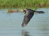 Oriental Darter - Anhinga melanogaster