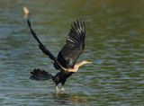 Oriental Darter - Anhinga melanogaster
