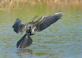 Oriental Darter - Anhinga melanogaster