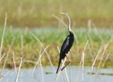 Oriental Darter - Anhinga melanogaster