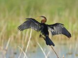Oriental Darter - Anhinga melanogaster