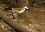 White-crested Laughingthrush - Garrulax leucolophus diardi