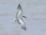 Whiskered Tern - Childonias h. hybrida